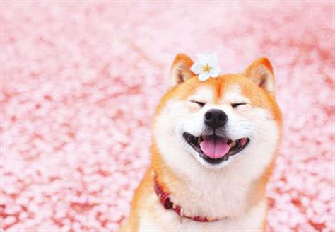 Compound of 柴 (shiba, brushwood) +‎ 犬 (inu, dog), possibly in reference to the dog's small stature and ability to pursue prey even through overgrown terrain. 《三個字陳語謙》高人氣IG正妹講話慢慢的豪可愛 | 宅宅新聞
