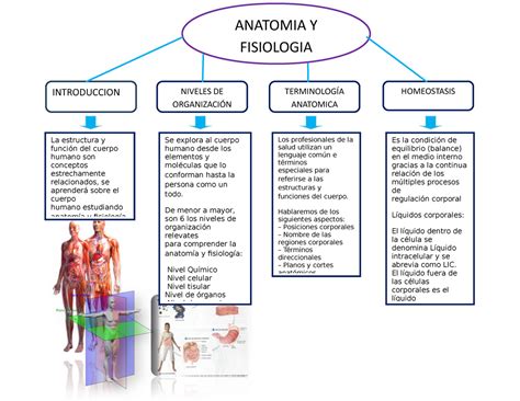 Generalidades De Anatomia Y Fisiologia Mapa Mental