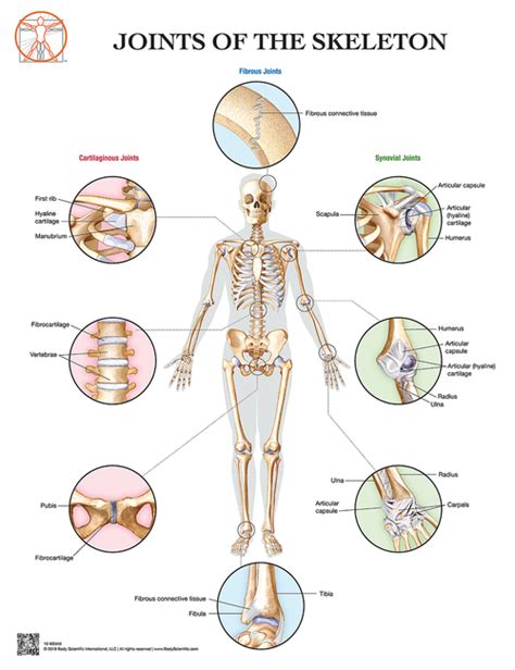 Skeleton Joints And Ligaments Poster Clinical Charts And Supplies