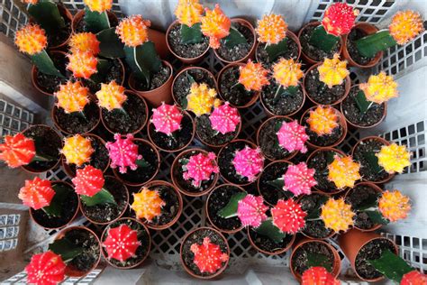 Growing a cactus indoors is perhaps the best way to learn how to garden and take care of plants. How to Care and Grow Ruby Ball Cactus (Moon Cactus)