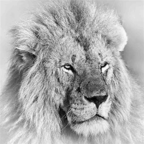 Black And White Wildlife Fine Art Photos Portraits Of Lions