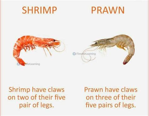 Ijch I Always Wonderedprawns Vs Shrimp Whats The Difference