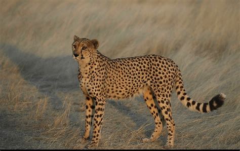Treknature Cheetah At Sunset Photo