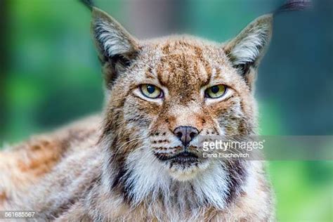Wildcat Eyes Photos And Premium High Res Pictures Getty Images