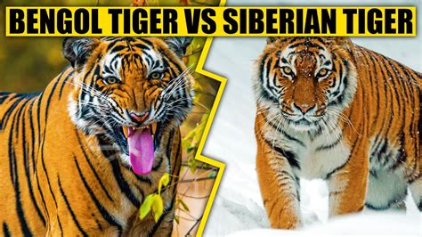 Bengal Tiger Vs Siberian Tiger Who Is The Strongest Youtube