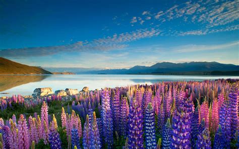 Colorful Flowers Lupins Lake Tekapo Mountains Sky With