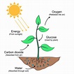 Process of Photosynthesis | Proceso de la fotosintesis, Fotosintesis de ...
