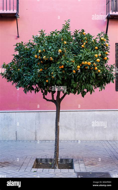 The Orange Tree Hi Res Stock Photography And Images Alamy