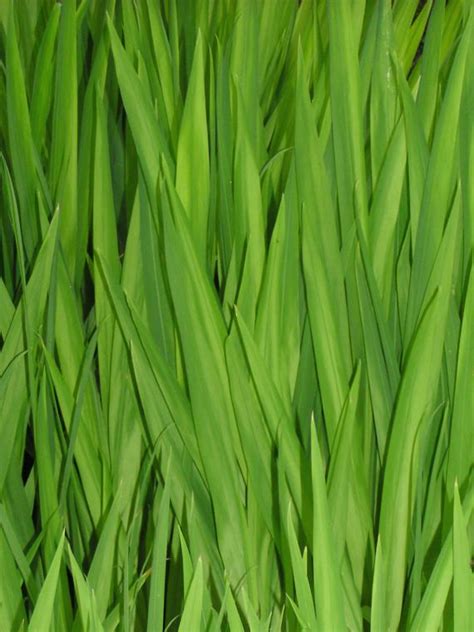 Free Download Texturesgrass Grass Textures Moss 1500x1500 Wallpaper Textures 600x600 For Your