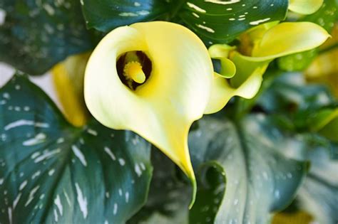 Find calla lily potted at target. How to Care for Potted Calla Lilies | Hunker