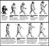 Theory Of Evolution Steps Images