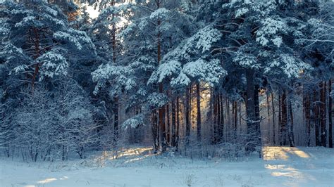 Download Wallpaper 1600x900 Forest Winter Snow Trees Winter