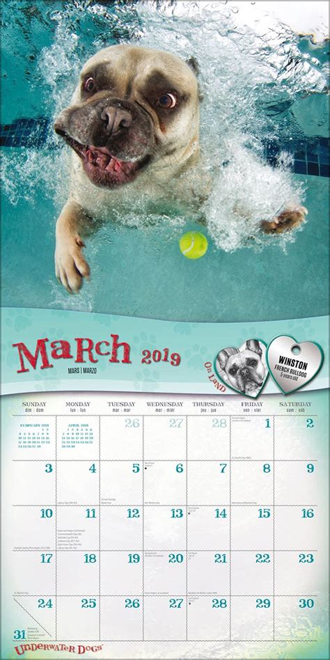 Underwater Dogs 2019 Official Square Wall Calendar Buy Online At