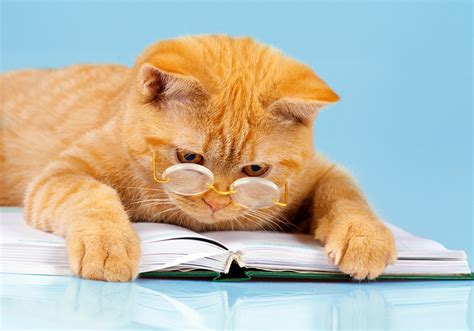 Images Cats Funny Ginger Color Paws Book Glasses Animals