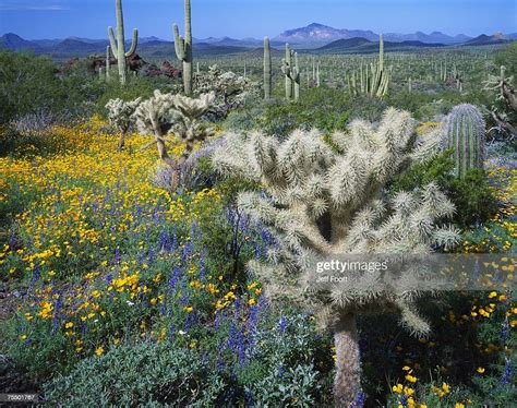 Organ Pipe Cactus Nm Arizona Usa Inc Cholla Poppies Saguaro And Lupins