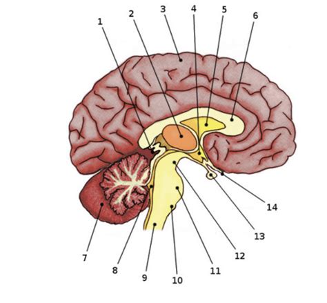 Hbs Internal Brain Structure And Functions Diagram Quizlet