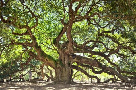 The Angel Oak 1500 Years And Counting Angel Oak Angel Oak Trees