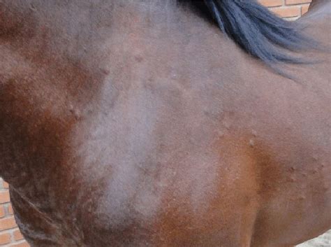 Pin On Horse Health