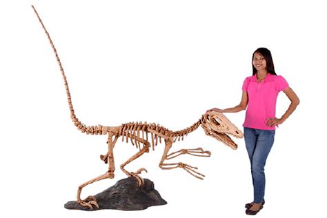 Deinonychus Skeleton Natureworks