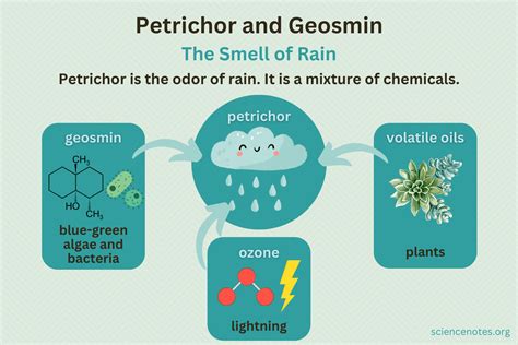 Petrichor And Geosmin The Smell Of Rain