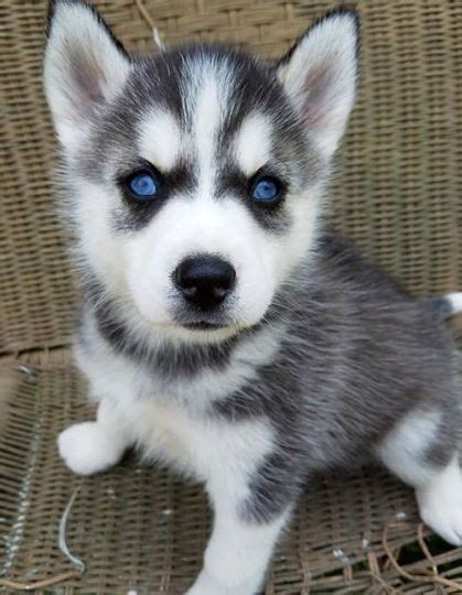Browse our siberian husky puppies and bring this beautiful breed into your family! Siberian Husky Puppies For Sale | Tampa, FL #200391