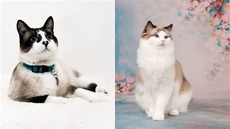 Differences Between Snowshoe Cat Vs Ragdoll Ragdoll Care