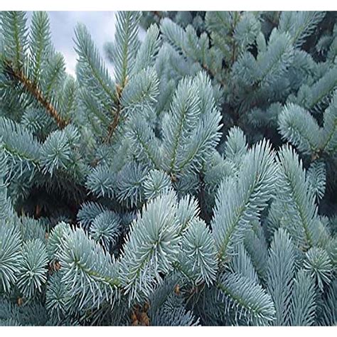 2 Gal Colorado Blue Spruce Pyramidal Evergreen Tree With Blue Gray