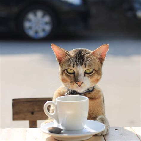 12 Myths About Coffee You Need To Stop Believing Immediately Cute