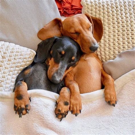 I Cant Handle All Of This Weenie Love Dachshund Funny Animal Puppy