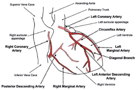 Printiable Mape Of Arteries And Viens This Diagram Shows The Major