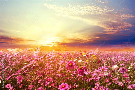 Landscape Nature Background Of Beautiful Pink And Red Cosmos Flower