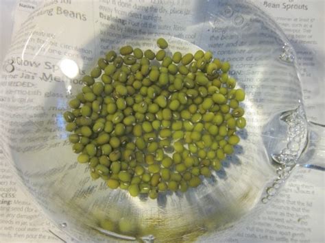 Other terms relating to 'water': How to Grow Mung Bean Sprouts {Start to Finish} - One ...