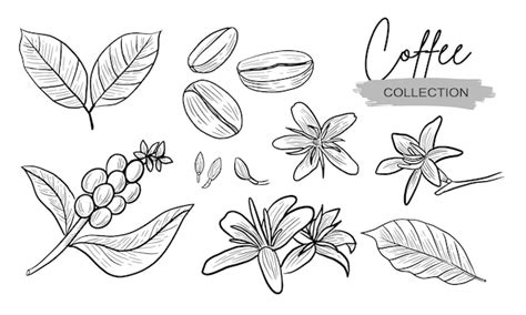 Colección De Dibujo De Plantas Y Flores De Café Realista Vector Premium