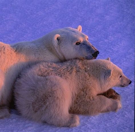 Pin By Audrey Bence On Animals Baby Polar Bears Polar Bear Wild Baby