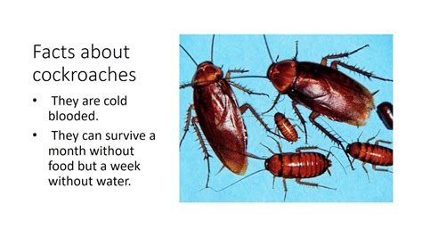 Facts About Cockroaches Roach Cockroach Insect