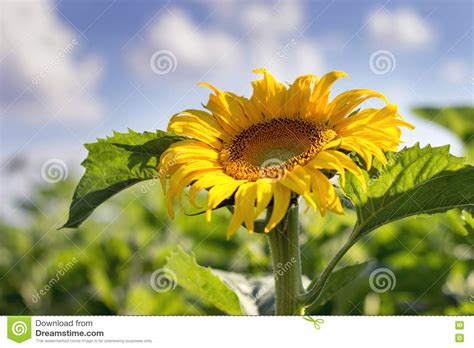 Sunflower Field Over Cloudy Blue Sky. Sunflower, Sunflower Blooming, Sunflower Field Stock Photo ...