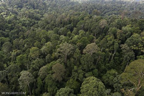 The borneo post apr 15, 2019. Borneo rainforest -- sabah_aerial_2619