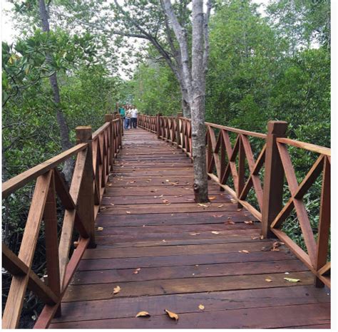 Wisata Hutan Mangrove Kota Langsa Yang Wajib Kamu Kunjungi Wisata Yuk