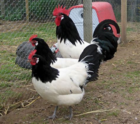 Fancy Chickens Pet Chickens Chicken Breeds