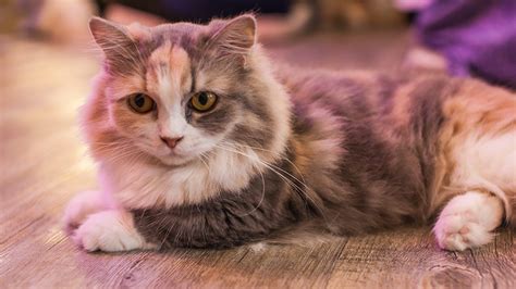 Conheça A Munchkin A Raça De Mini Gatos Portal Melhores Amigos