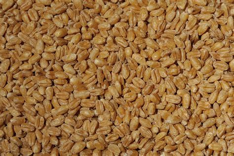 Is Barley The Same As Bulgur Qanda Answertion