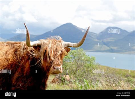 Scottish Highland Cattle On The West Coast Island Of Mull Argyll Scotland Sco 7747 Stock