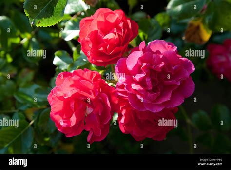 Fuchsia Pink Rose Stock Photo Alamy