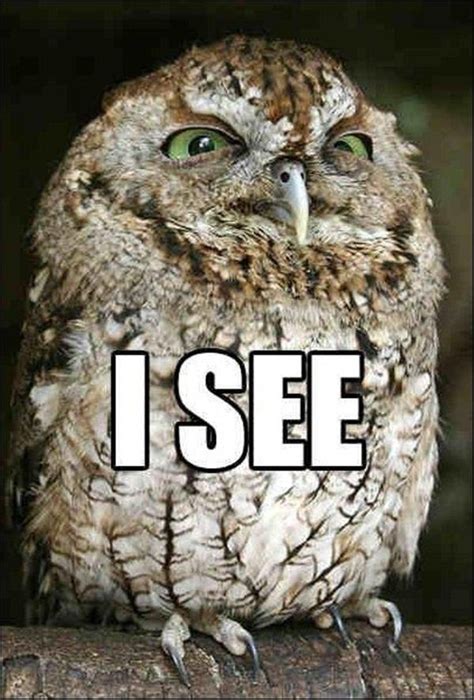 30 Funny Animal Captions Part 7 30 Pics Animal Captions Funny Owl Memes Funny Animals