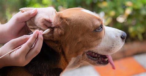 Ear Infection In Dogs Symptoms To Look For Causes And Treatment