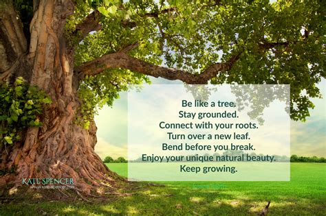 Be Like A Tree Stay Twelve Lessons By Kate Spencer