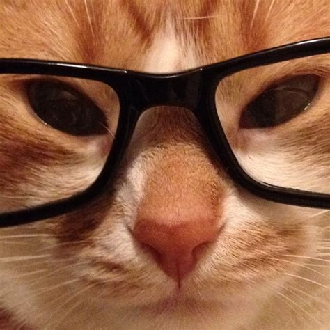 78 Best Nerdy Animals Images On Pinterest Adorable Animals Funny