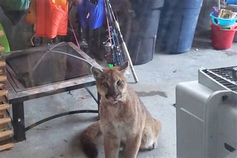 Cougar Euthanized After Killing Small Dog Cat In Port Alice Squamish