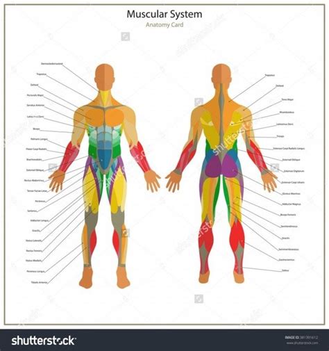 All Muscle Names Human Body Anatomy And Physiology Of The Human Body