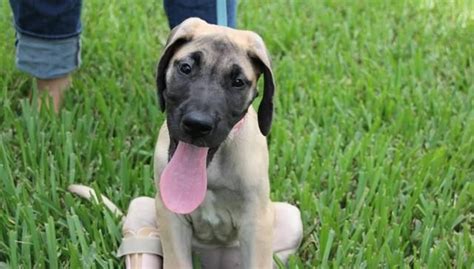 We have a litter of akc great dane puppies born august twenty seventh!!!! The Dodo on | Rescue puppies, Puppies, Great dane puppy